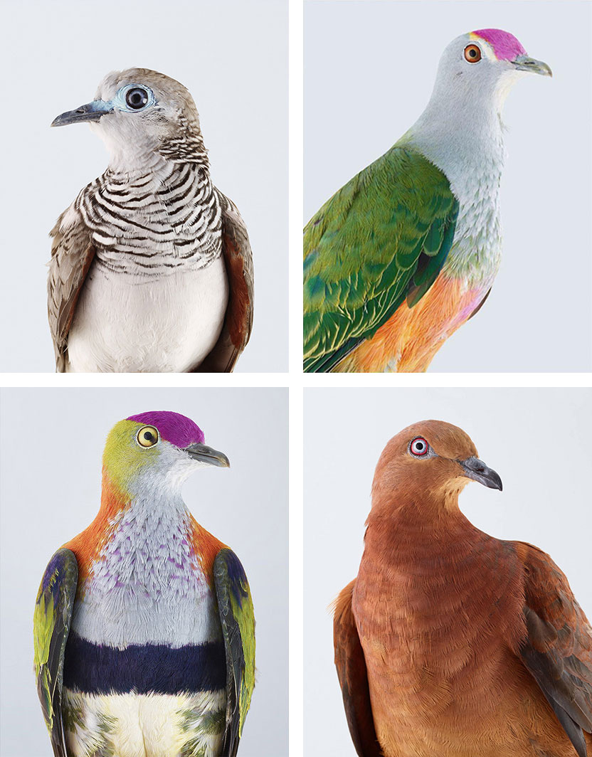 Portraits of Doves